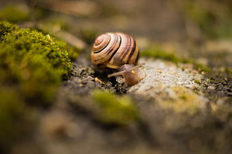 Close-up of a snail on mossy ground