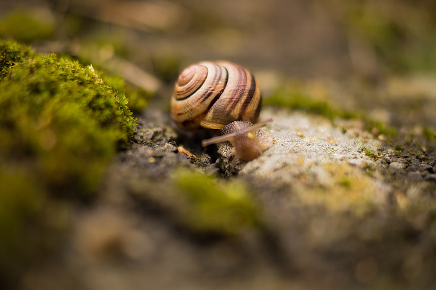 Close-up of a snail on mossy ground