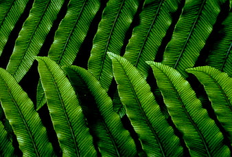 Vibrant Green Fern Leaves Pattern on Black Background