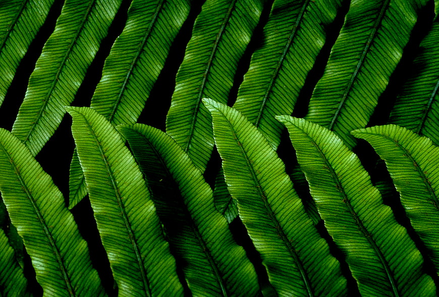 Vibrant Green Fern Leaves Pattern on Black Background