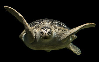 Green Sea Turtle Swimming Against Black Background