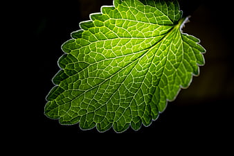 Macro Green Leaf with Veins on Black Background