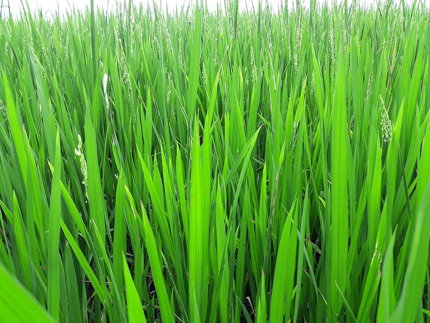 Vibrant Green Rice Paddy Field Close-Up
