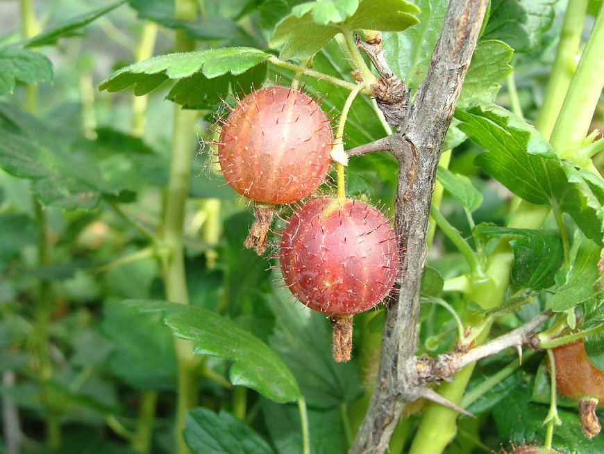 Close-up of ripe red gooseberries on a bush