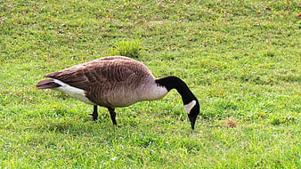 Canada Goose Grazing on Green Grass