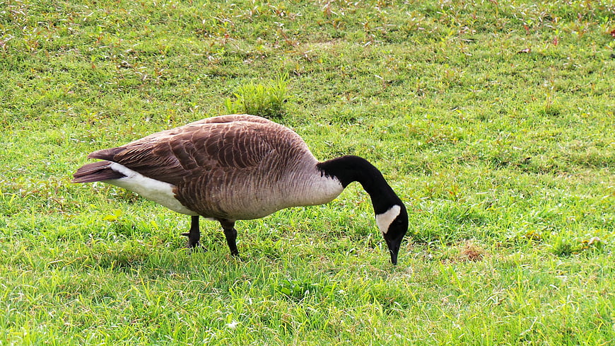 Canada Goose Grazing on Green Grass