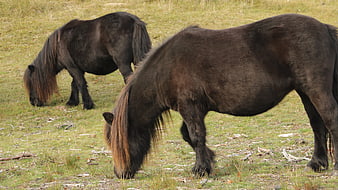 Two dark Icelandic horses grazing in a grassy field