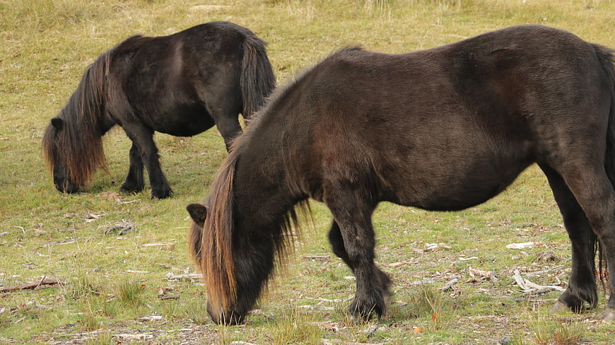 Two dark Icelandic horses grazing in a grassy field