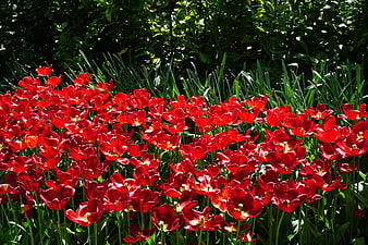Vibrant red tulips blooming in a sunny garden bed