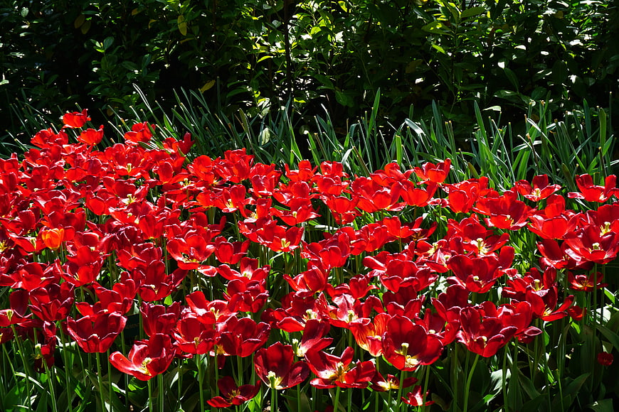 Vibrant red tulips blooming in a sunny garden bed