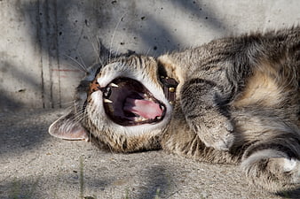 Tabby cat yawning wide open on concrete