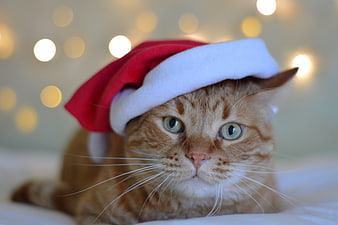 Orange tabby cat wearing a red Santa hat with bokeh lights