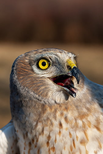 Close-up portrait of a hawk with open beak and yellow eye