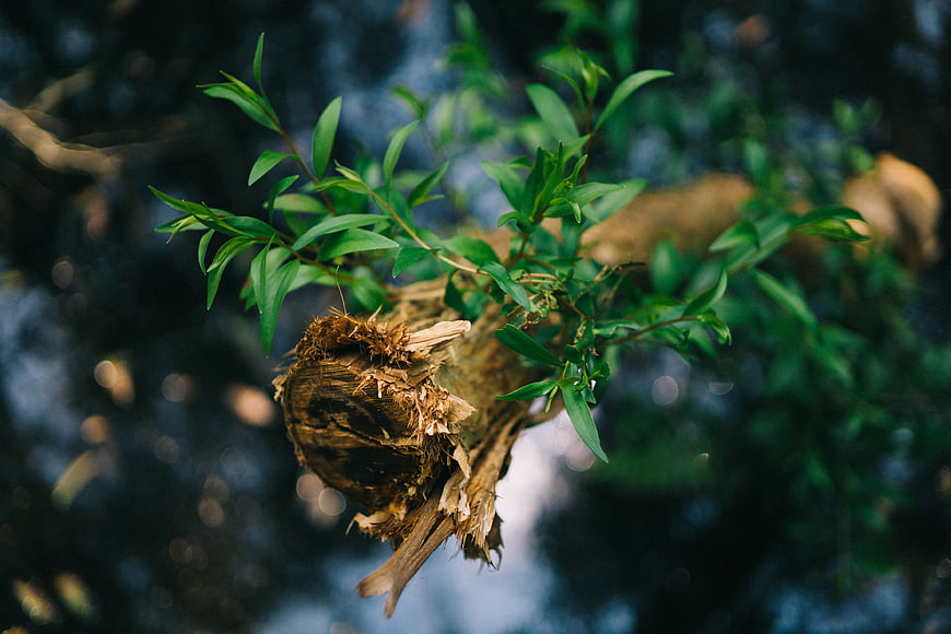 Fresh green sprout growing from broken tree branch