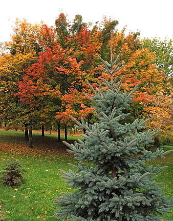 Blue Spruce Tree in Autumn Park with Colorful Foliage