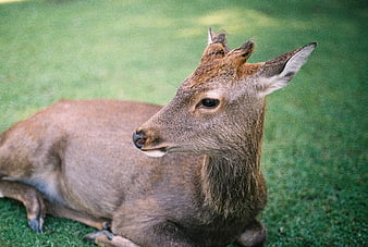 Cute young deer resting on green grass