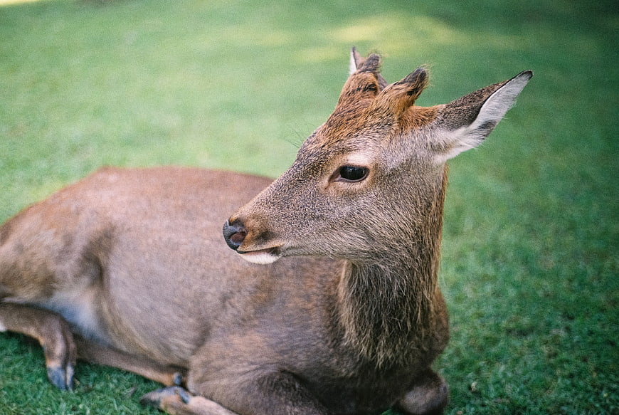 Cute young deer resting on green grass