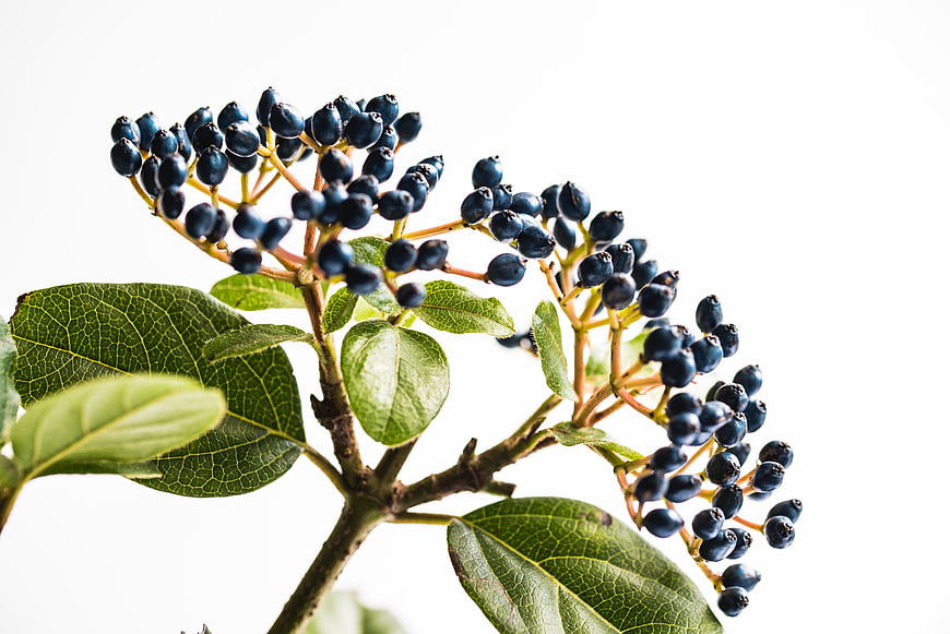 Blue berries and green leaves on white background