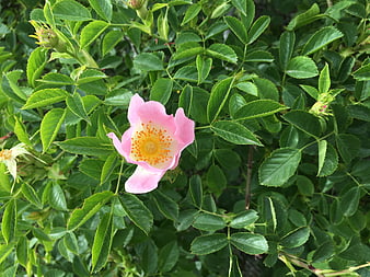 Pink Rosehip Flower with Yellow Stamen on Green Bush