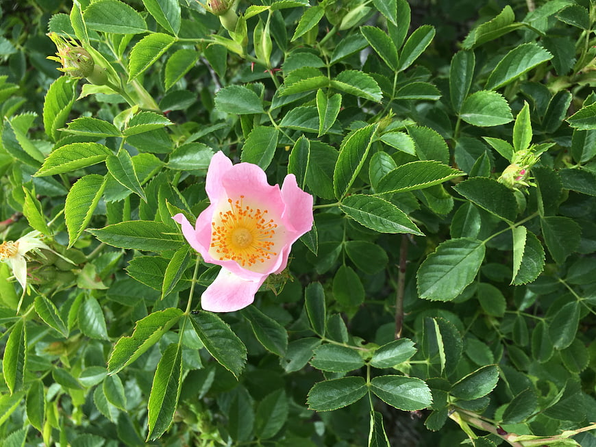 Pink Rosehip Flower with Yellow Stamen on Green Bush