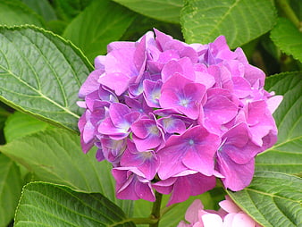 Vibrant Purple Hydrangea Flower Close-Up