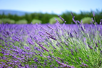 Vibrant Lavender Field with Purple Flowers and Green Stems