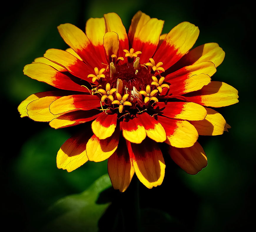 Vibrant Red and Yellow Zinnia Flower Close-Up