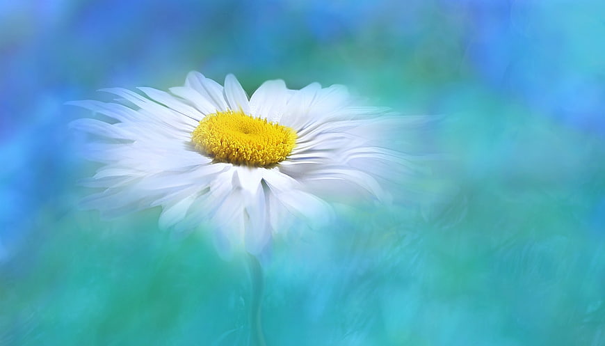 White Daisy with Yellow Center on Blue Green Background