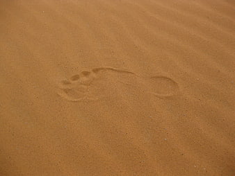 Single animal paw print in golden sand texture