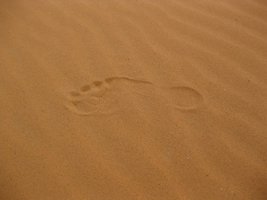 Single animal paw print in golden sand texture