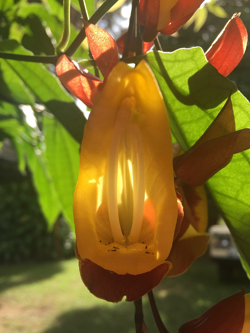 Close-up of Golden Trumpet Flower Backlit by Sun
