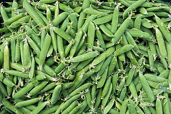 Fresh Green Pea Pods Piled Full Frame
