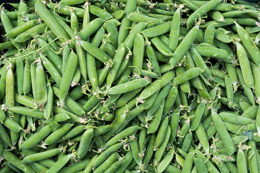 Fresh Green Pea Pods Piled Full Frame