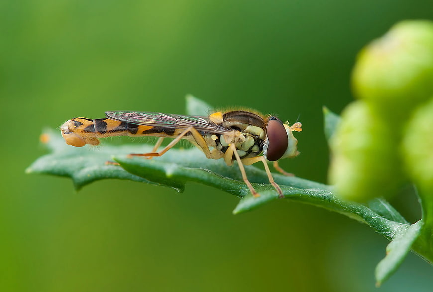 Close-up of Hoverfly on Green Leaf with Blurred Background