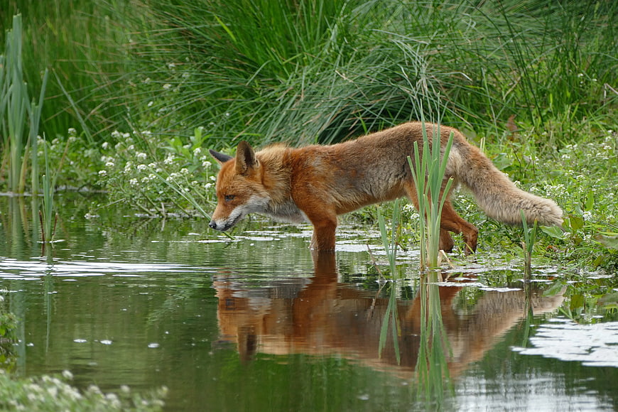 Red Fox Wading in Shallow Water with Reflection