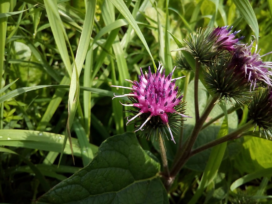 Close-up of purple burdock flower in green grass