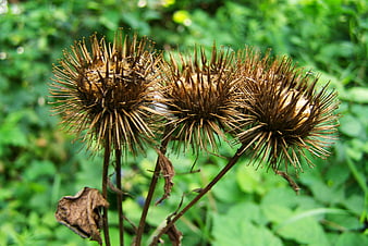 Dried Burdock Seed Heads Against Green Foliage Background