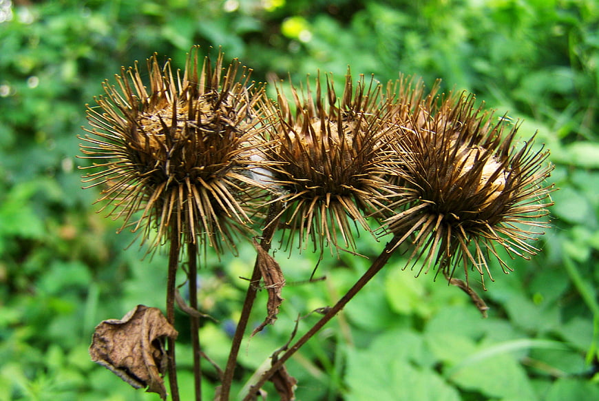 Dried Burdock Seed Heads Against Green Foliage Background