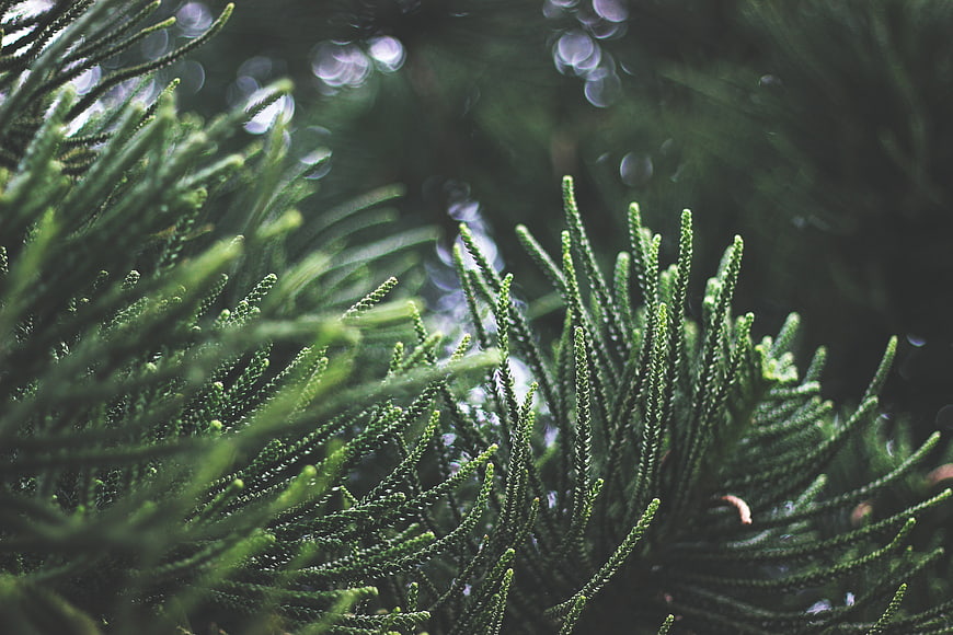 Close-up of green pine needles with bokeh background