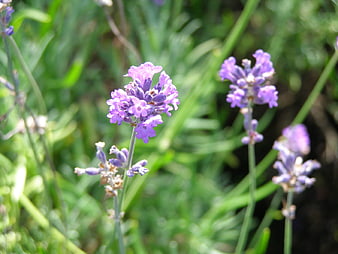 Close-up of blooming purple lavender flowers in a garden