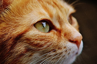 Close-up portrait of an orange tabby cat's face and green eye