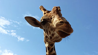 Close-up of a Giraffe Head Against Blue Sky