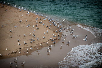 High angle view of seagulls on sandy beach near ocean waves
