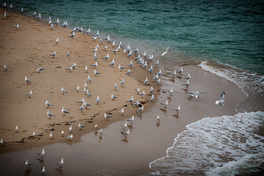 High angle view of seagulls on sandy beach near ocean waves