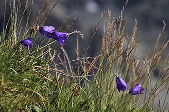 Purple Alpine Wildflowers Blooming In Dry Mountain Meadow Grass