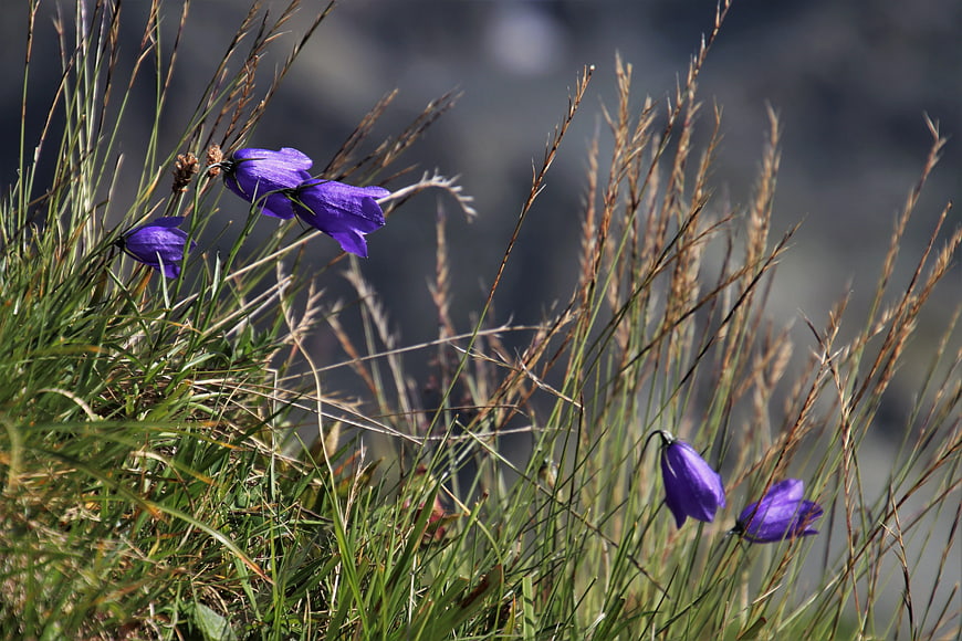 Purple Alpine Wildflowers Blooming In Dry Mountain Meadow Grass