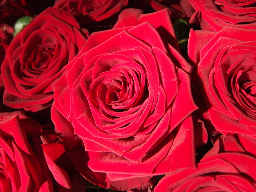 Close-up of vibrant red roses with detailed petals