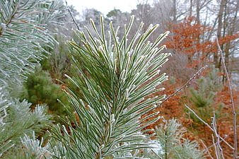 Frosty Pine Branches in Winter Forest