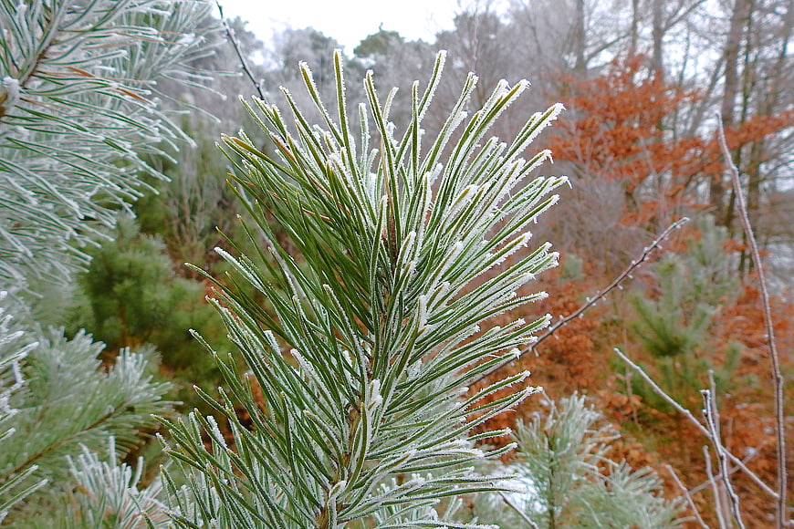 Frosty Pine Branches in Winter Forest