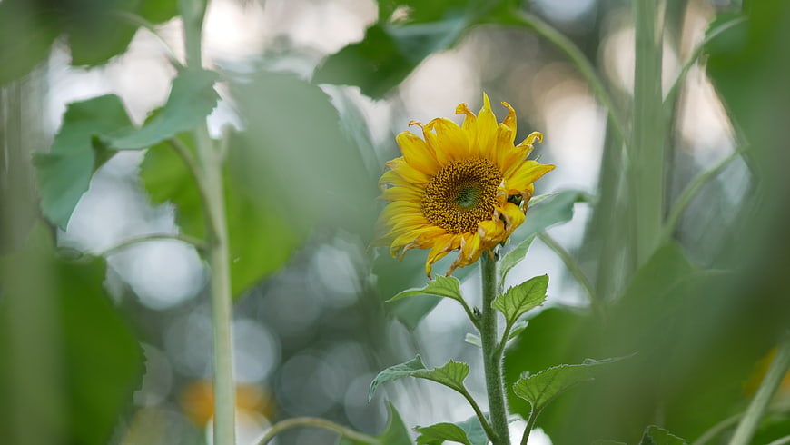 Close-up of a yellow sunflower in a green field
